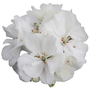 Afbeelding van Geranium Staand P12 Moonlight sailing